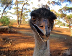 Die häßlichsten Vögel der Welt: Emus in Australien