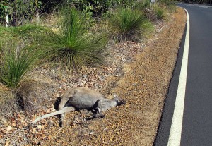 Ein schlafendes Känguru am Straßenrand in Australien