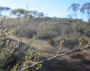 Urlaub West Australien 2011 mit dem eigenen Auto durch Australien