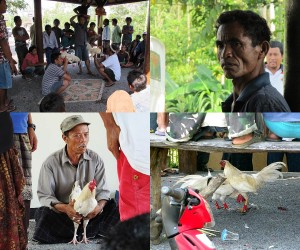 Der traditionelle Hahnenkampf auf der Insel Bali