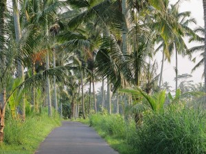 Bali ist einfach wunderschön zum Urlaub machen