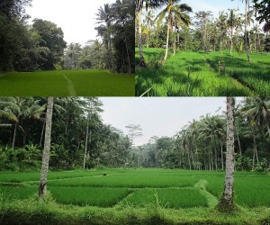 Urlaub auf der wunderschönen Insel Bali