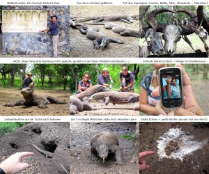 Komodo Warane im Nationalpark