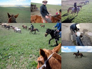 Reiten in der Mongolei Reisebericht 2011